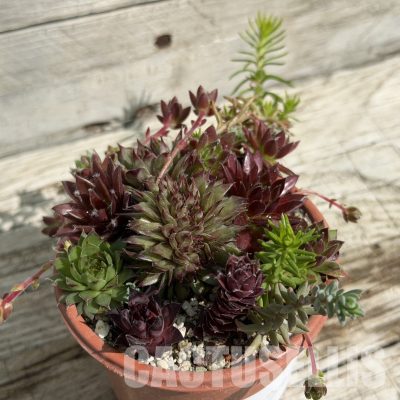SH34034 Sempervivum mix (cold-resistant)