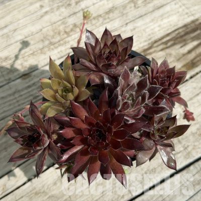 SH34035 Sempervivum mix (cold-resistant)