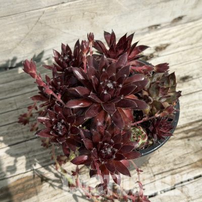 SH34037 Sempervivum mix (cold-resistant)