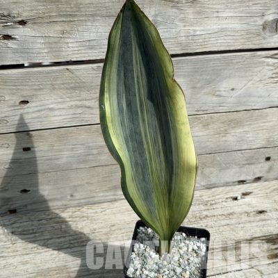 SH34038 Sansevieria ‘Masoniana’ white variegation