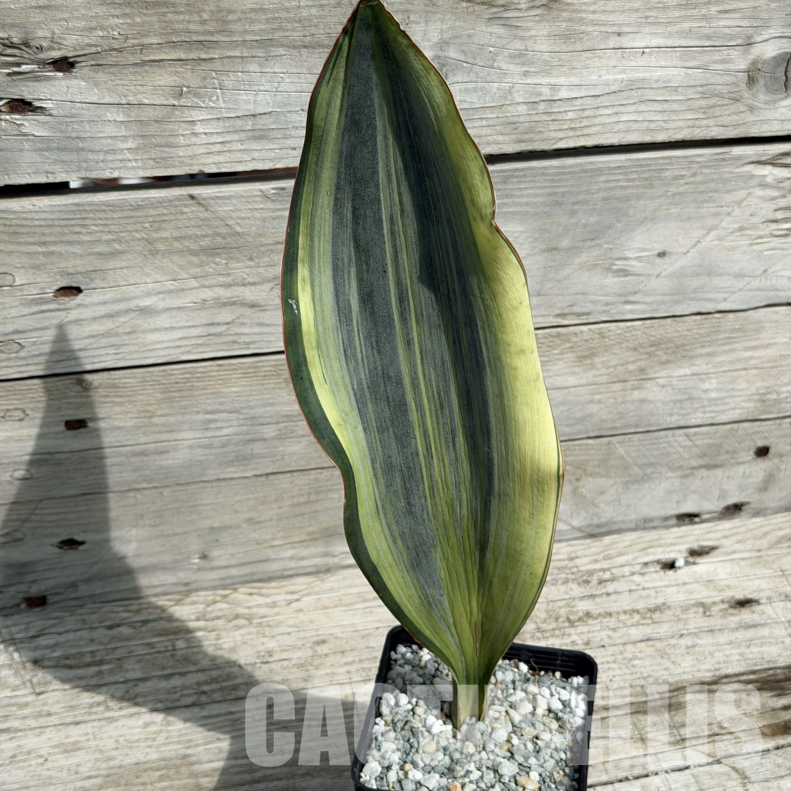 SH34038 Sansevieria ‘Masoniana’ white variegation
