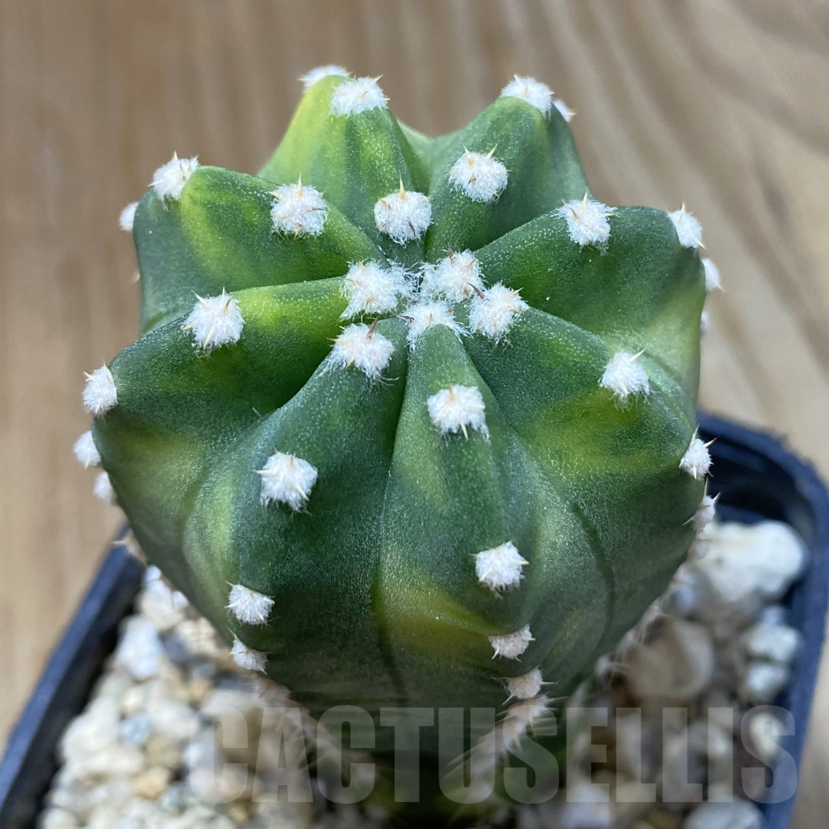 SH13346 Echinopsis subdenudata f. variegata