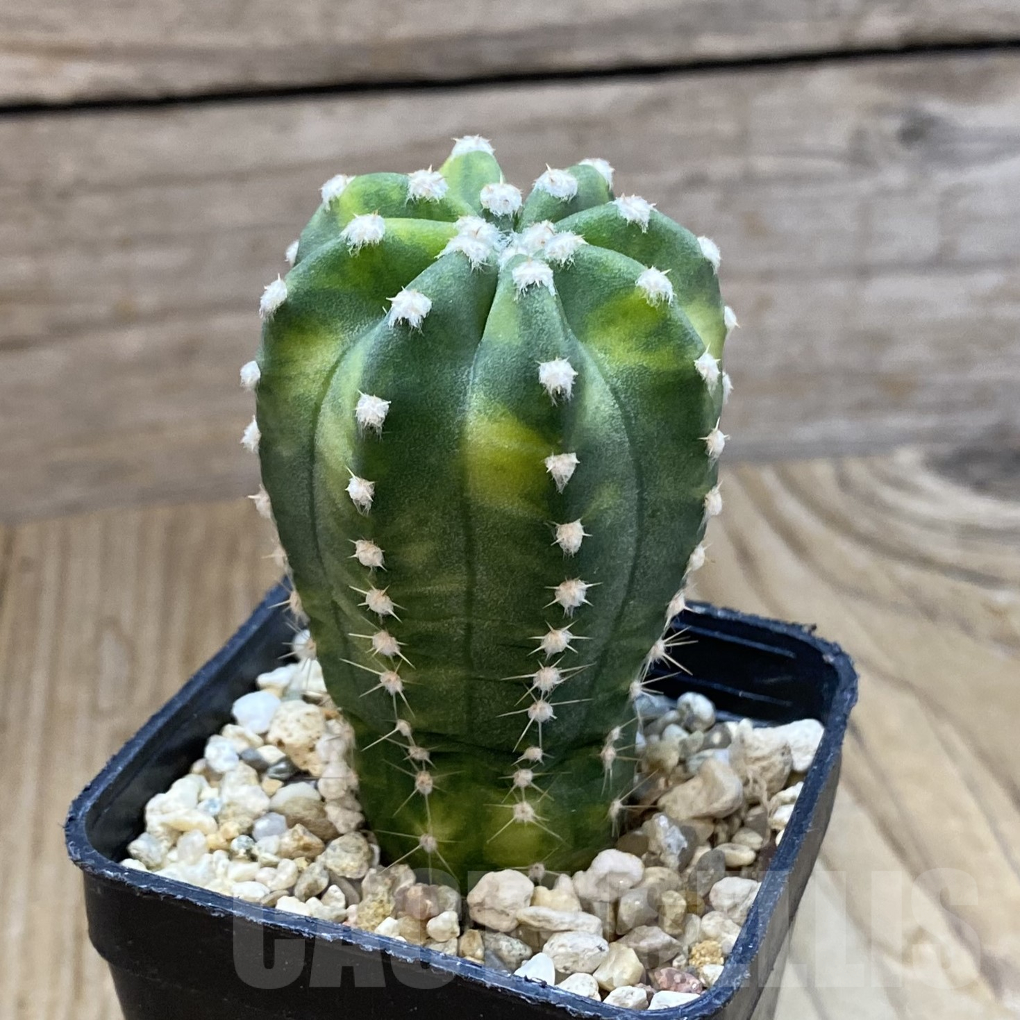 SH13346 Echinopsis subdenudata f. variegata - Image 2