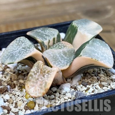 SH32992 Haworthia groenewaldii f. variegata
