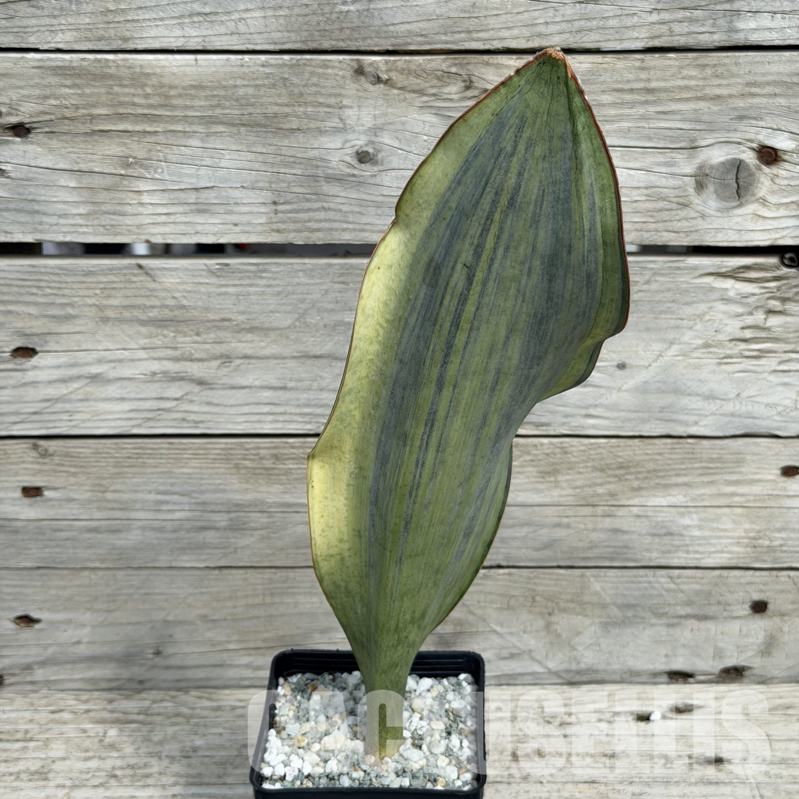 SH34038 Sansevieria ‘Masoniana’ white variegation - Image 2