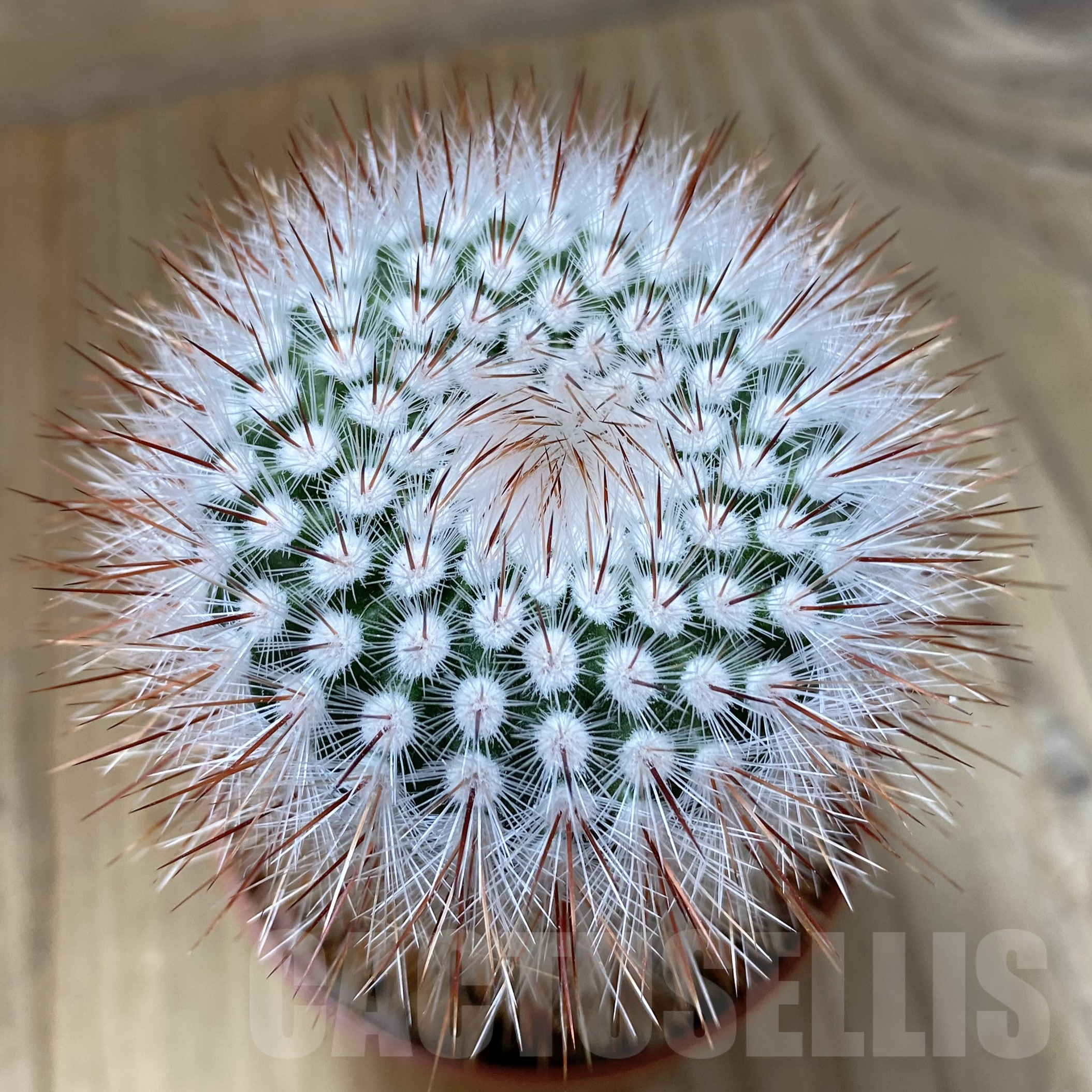 SH13348 Notocactus scopa