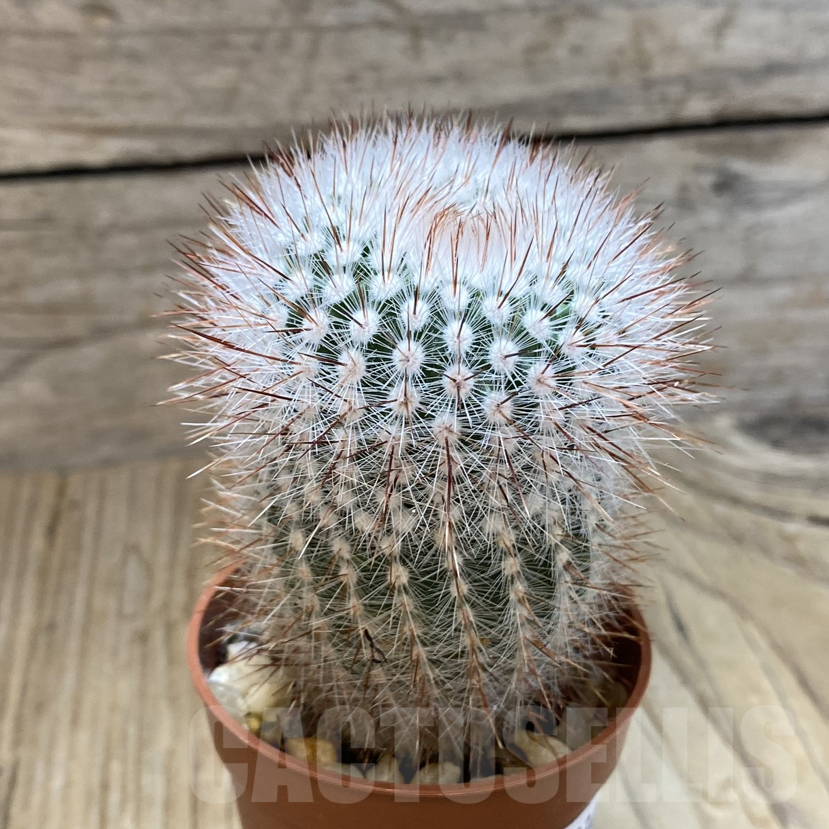 SH13348 Notocactus scopa - Image 2