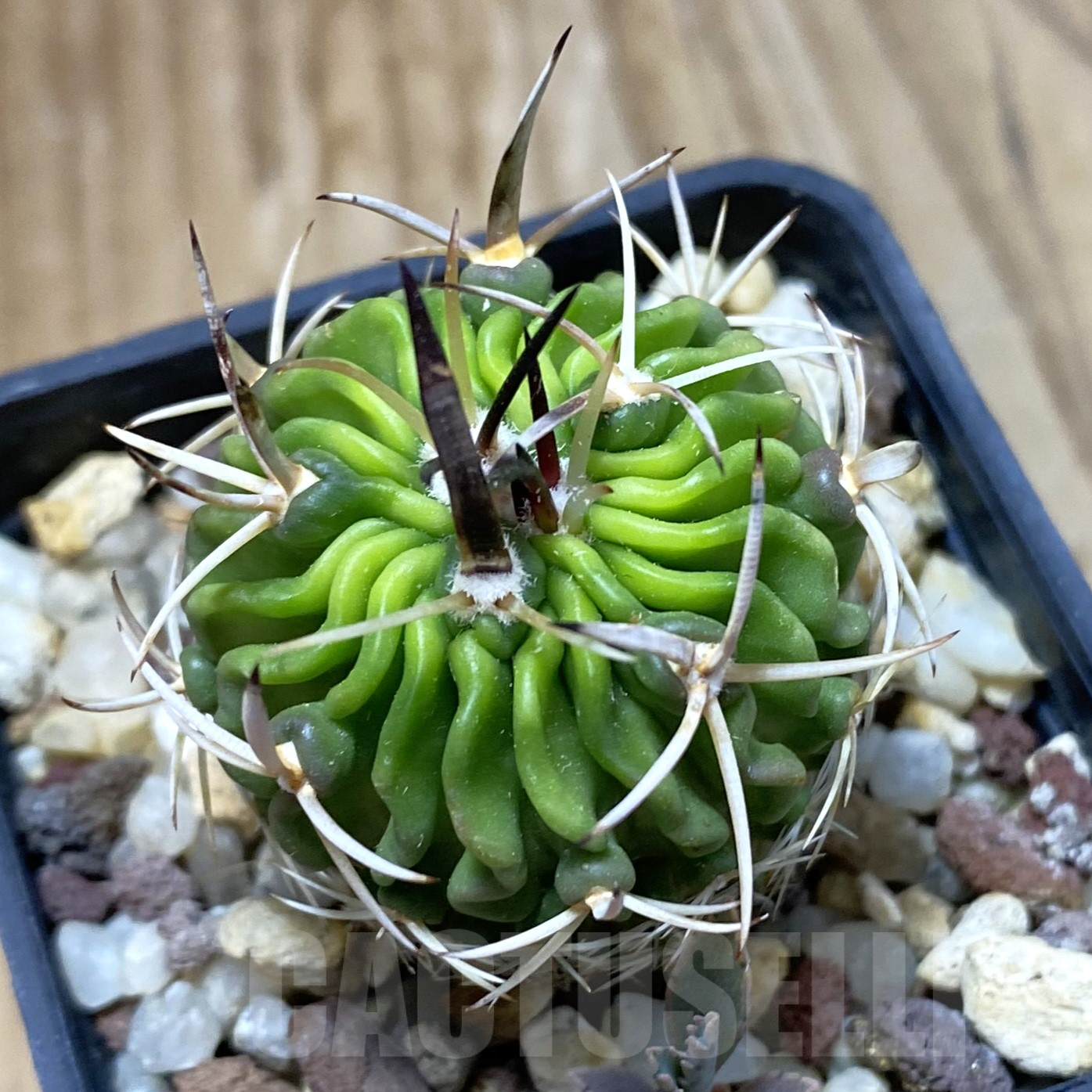 SH13351 Echinofossulocactus phyllacanthus