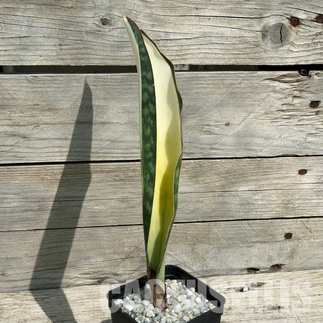 SH34041 Sansevieria ‘Masoniana’ mediopicta