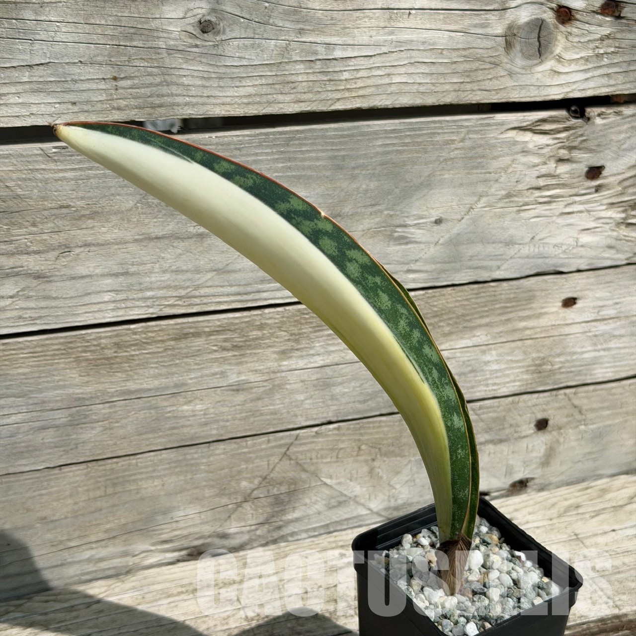 SH34041 Sansevieria ‘Masoniana’ mediopicta - Image 3