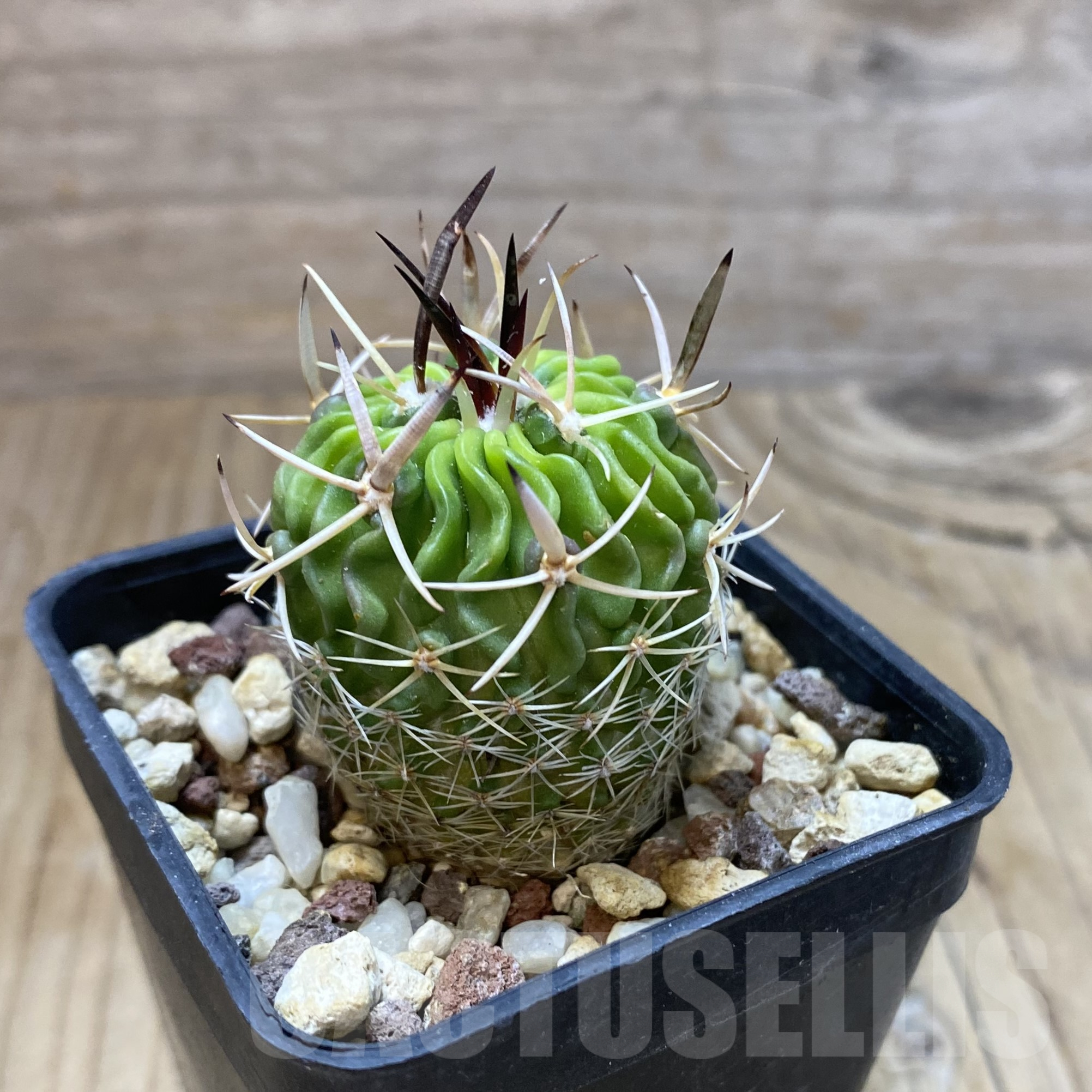 SH13351 Echinofossulocactus phyllacanthus - Image 2