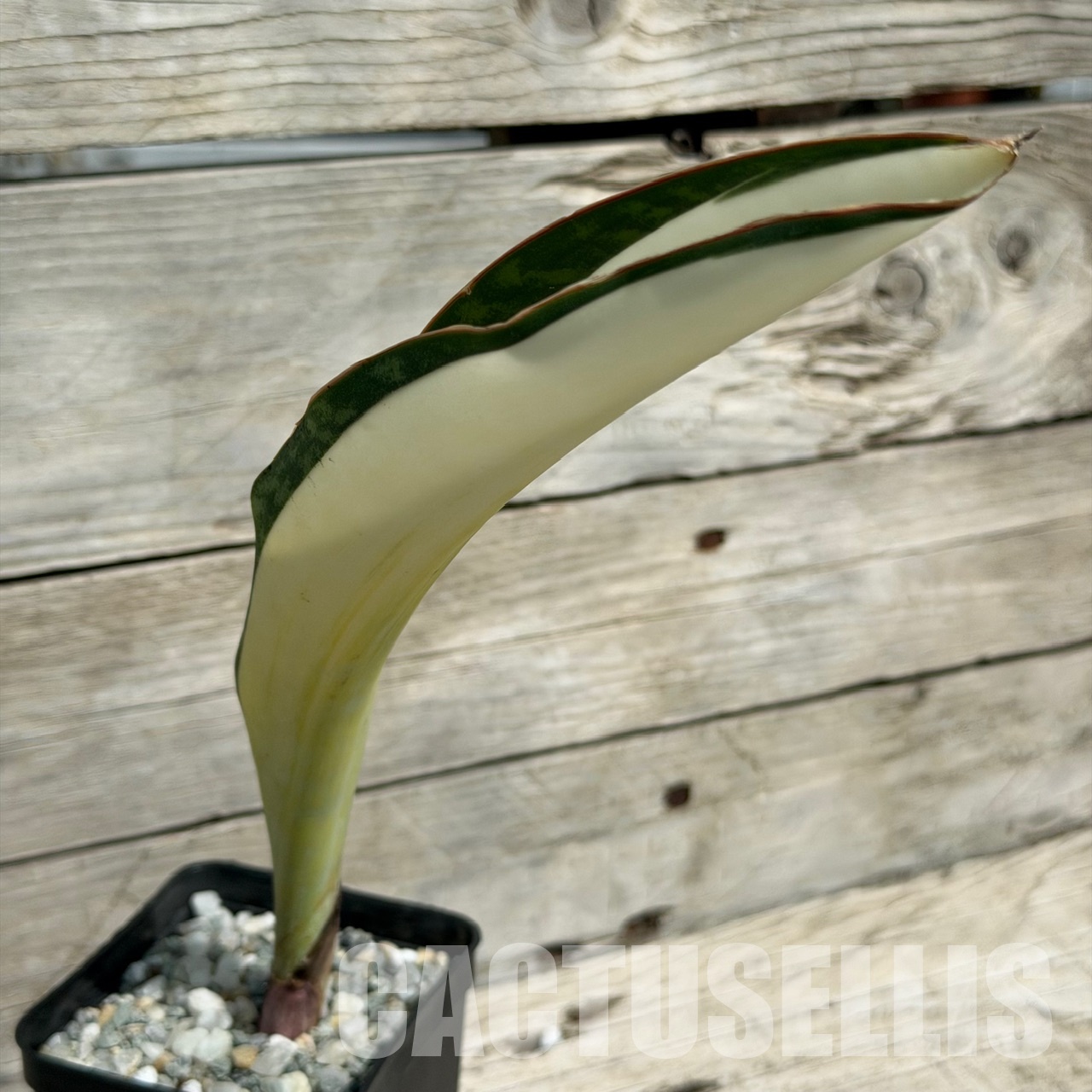 SH34041 Sansevieria ‘Masoniana’ mediopicta - Image 2