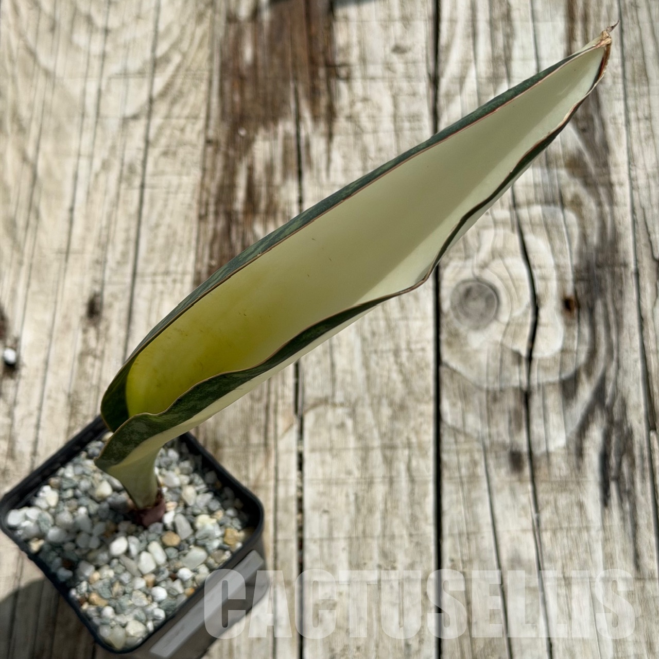 SH34041 Sansevieria ‘Masoniana’ mediopicta - Image 4