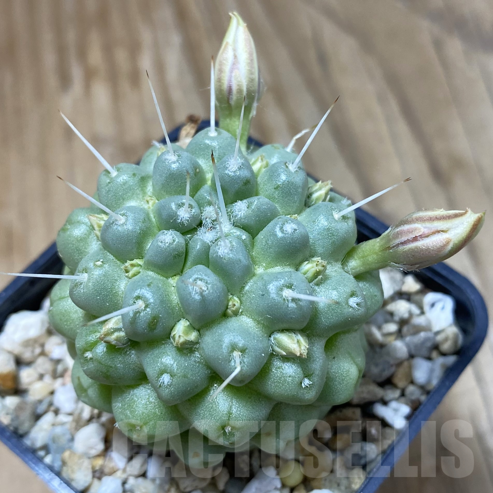 SH13353 Mammillaria schumannii f. monstrosa