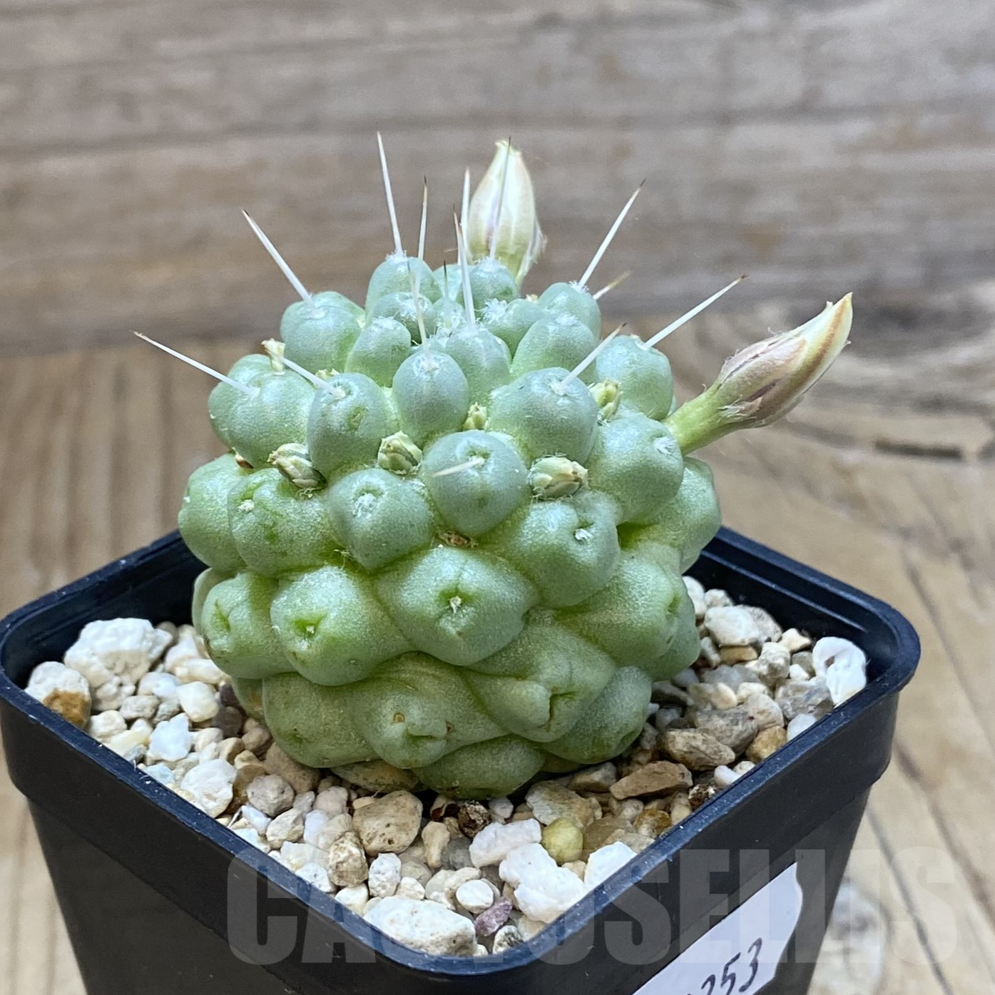 SH13353 Mammillaria schumannii f. monstrosa - Image 2