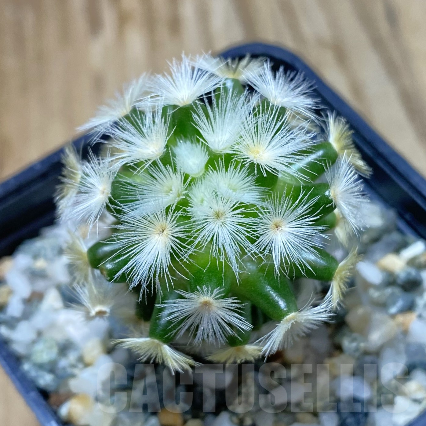 SH13354 Mammillaria carmenae ‘Buddha’, seedling
