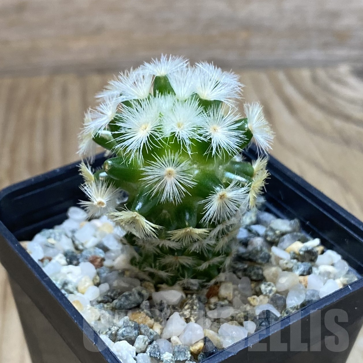 SH13354 Mammillaria carmenae ‘Buddha’, seedling - Image 2