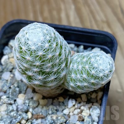 SH13356 Mammillaria humboldtii v. caespitosa