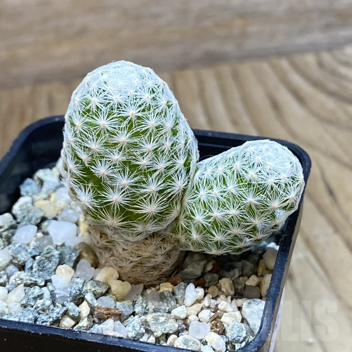 SH13356 Mammillaria humboldtii v. caespitosa - Image 2