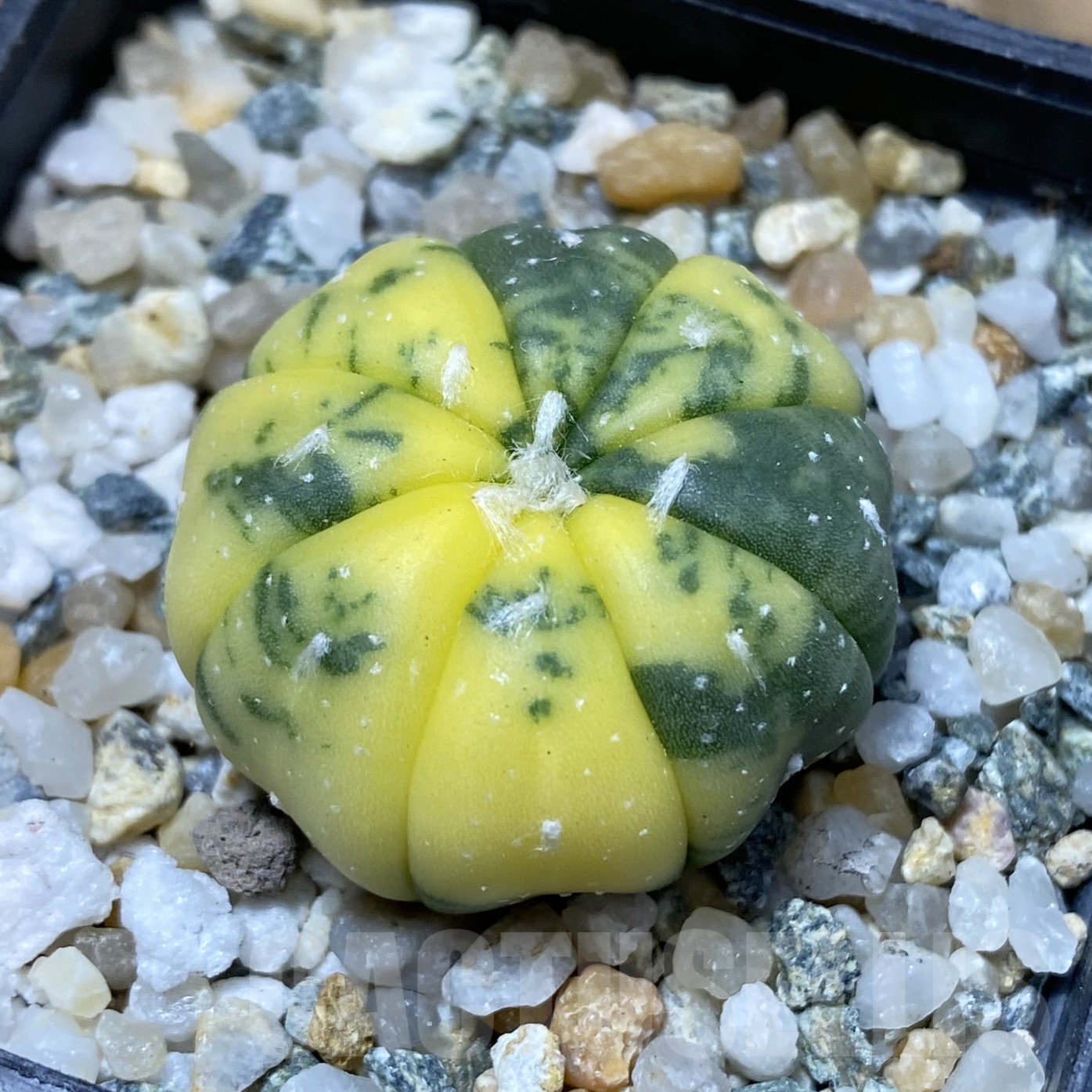 SH13364 Astrophytum asterias f. variegata