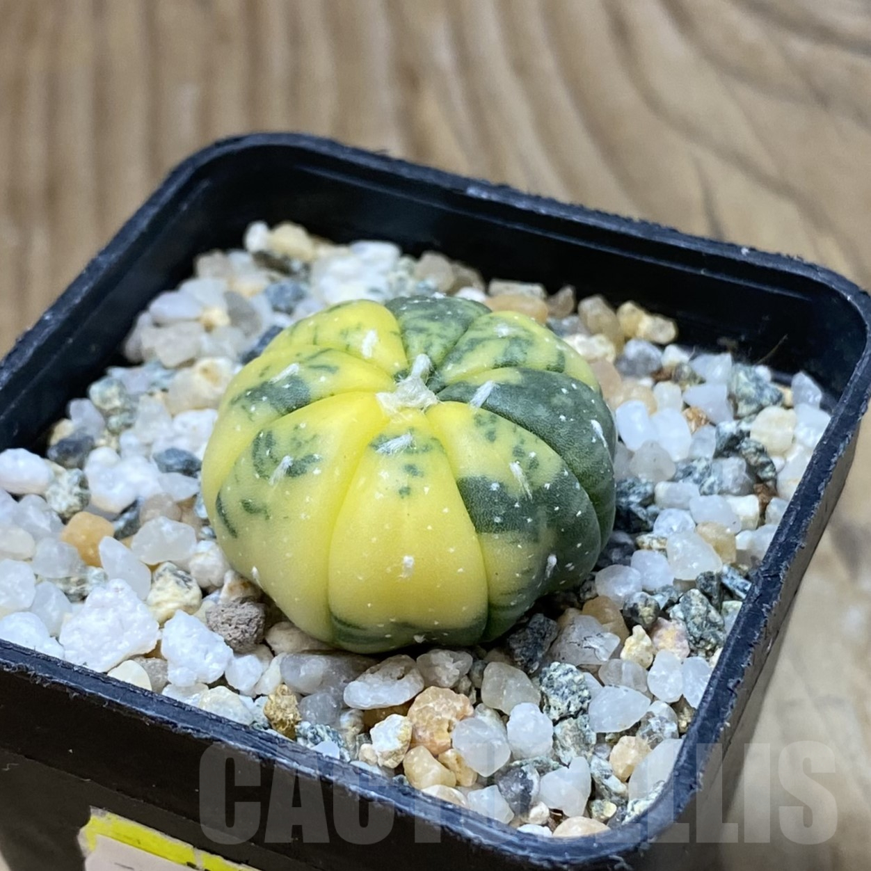 SH13364 Astrophytum asterias f. variegata - Image 2