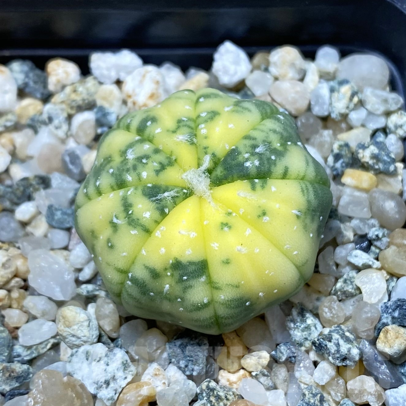 SH13365 Astrophytum asterias f. variegata