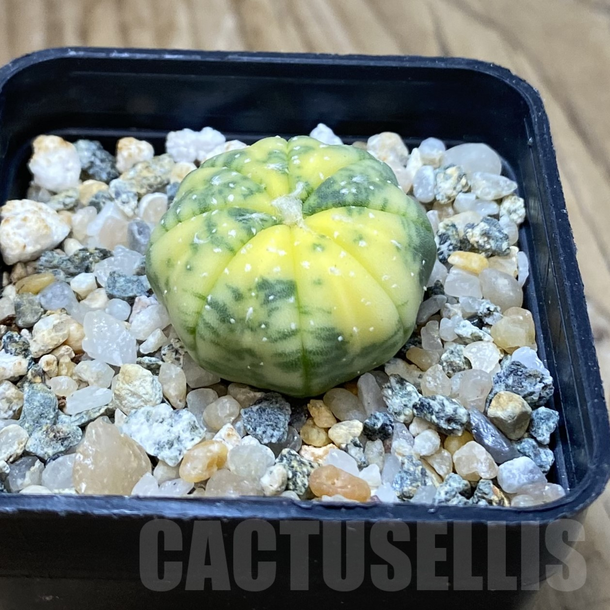 SH13365 Astrophytum asterias f. variegata - Image 2