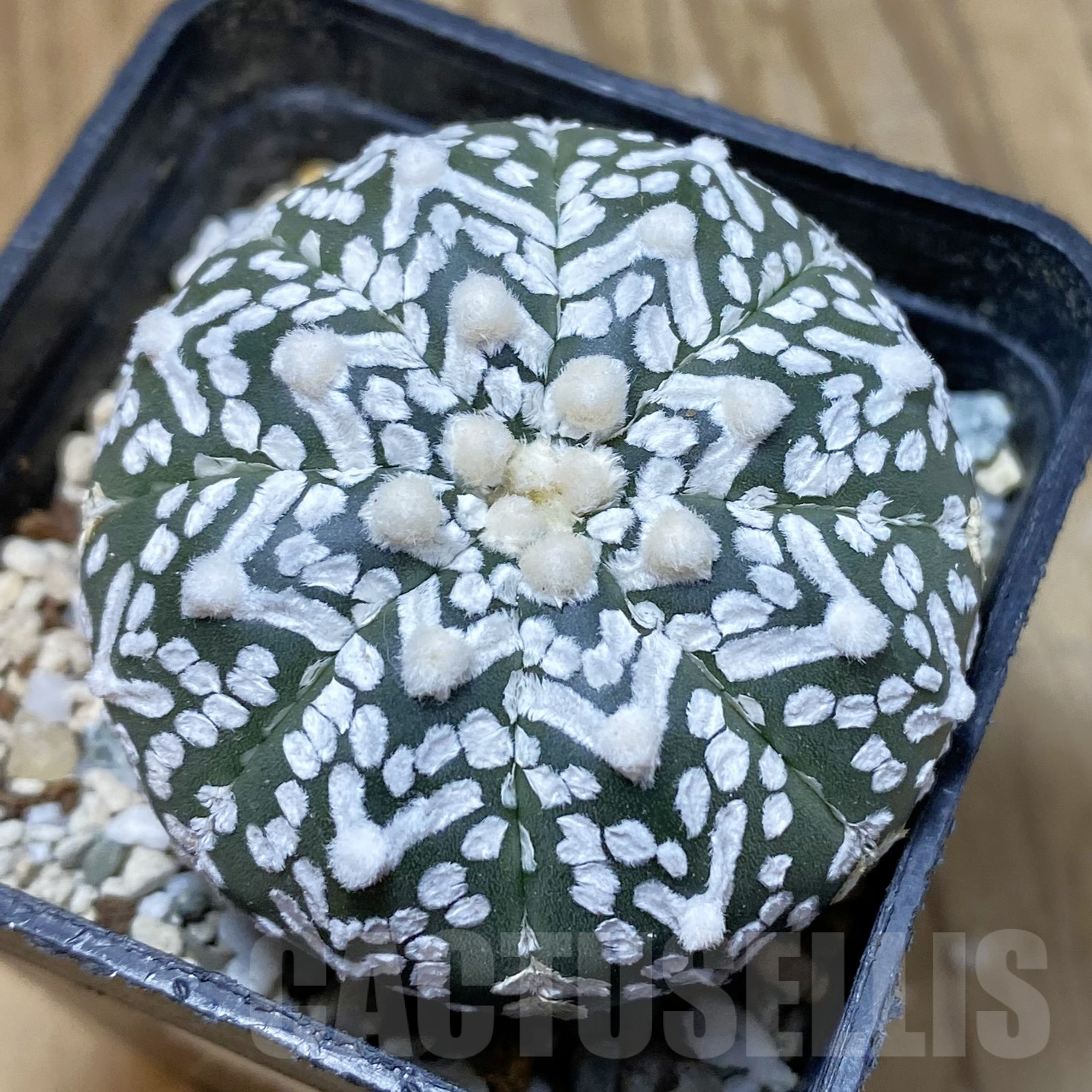 SH13369 Astrophytum asterias 'Super Kabuto' V-type