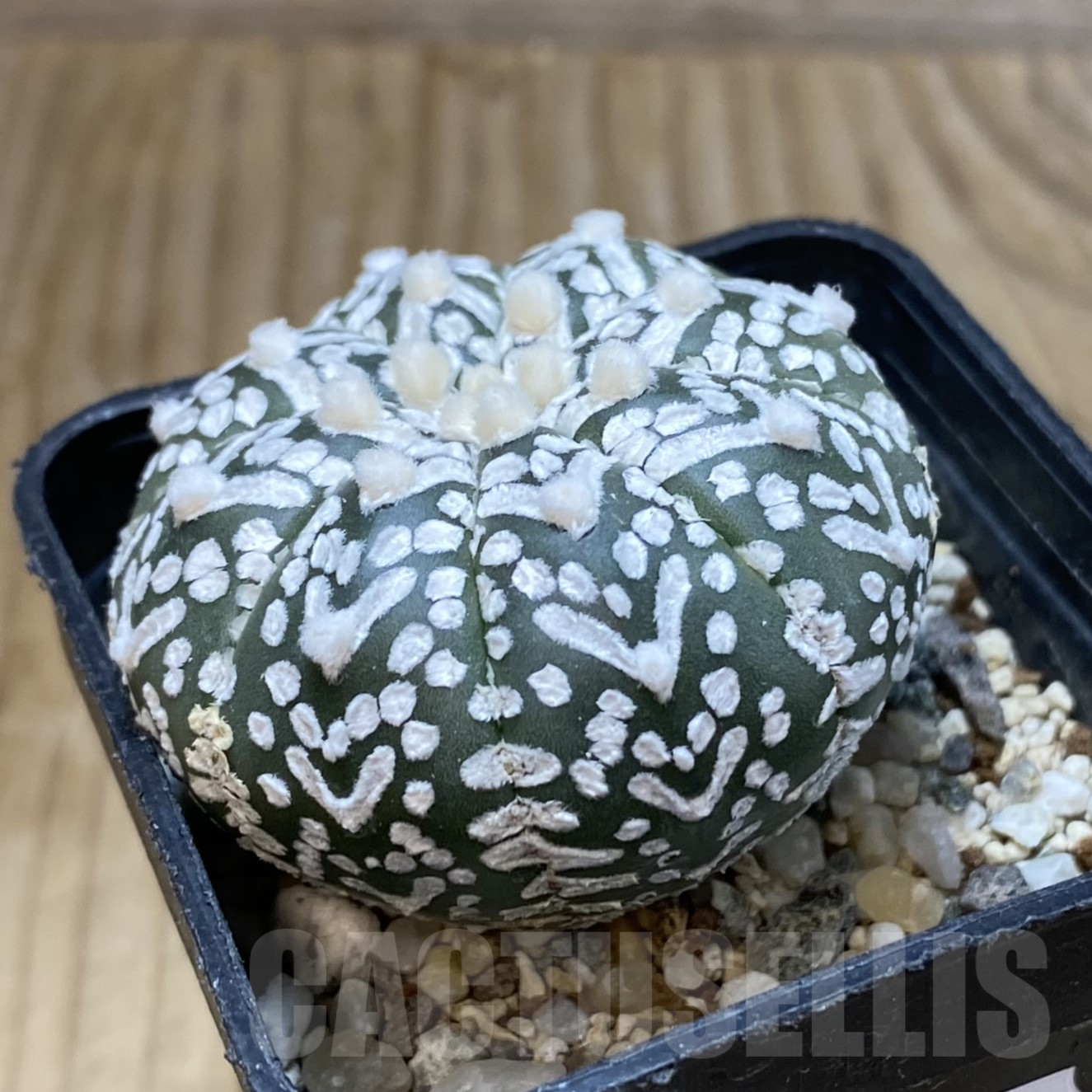 SH13369 Astrophytum asterias 'Super Kabuto' V-type - Image 2