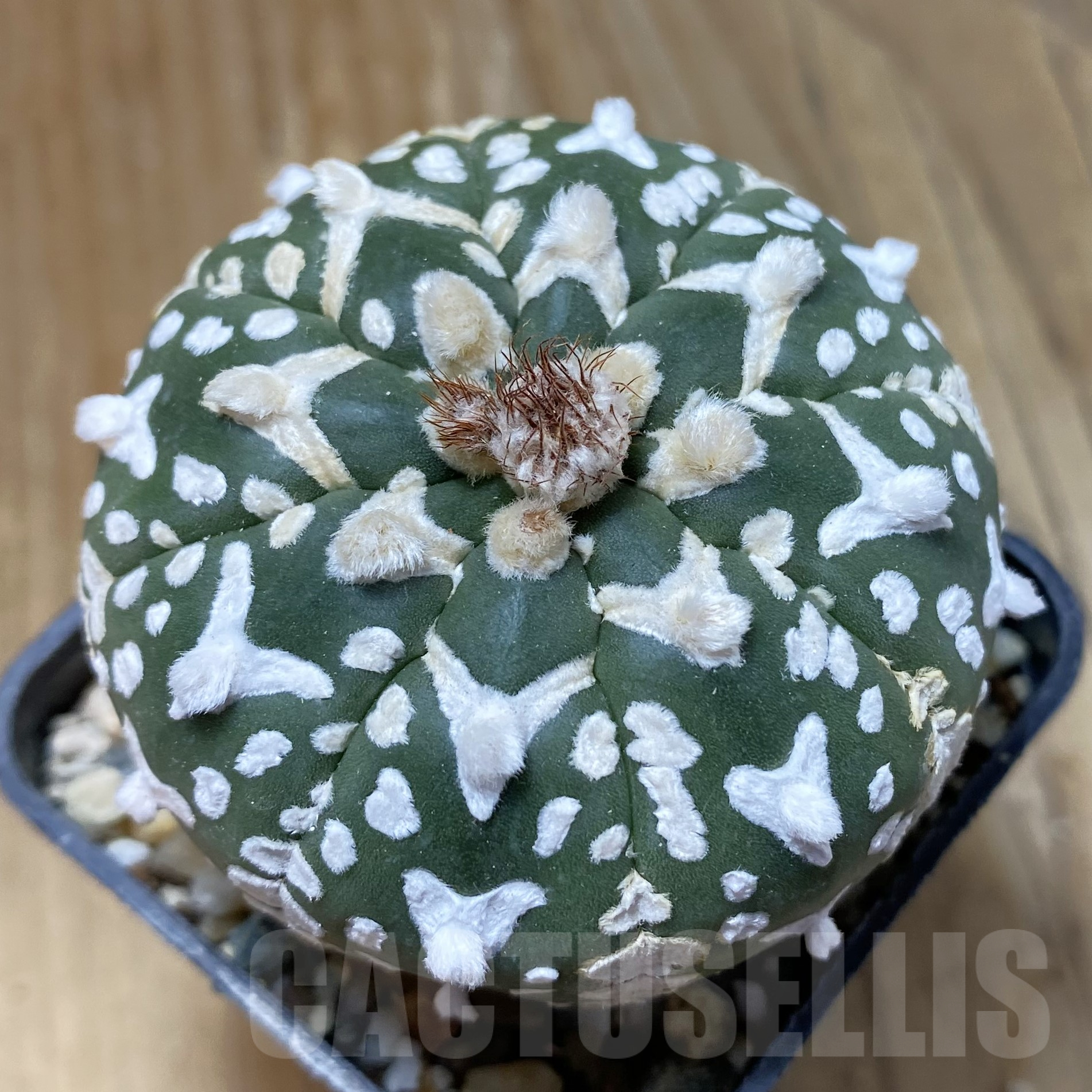 SH13371 Astrophytum asterias 'Super Kabuto' V-type