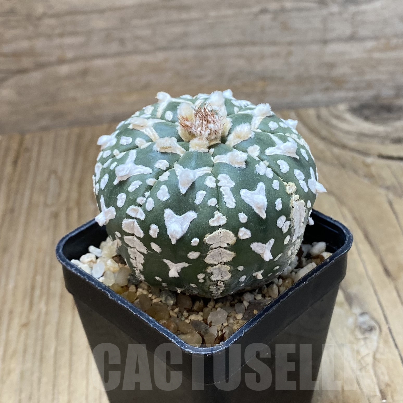 SH13371 Astrophytum asterias 'Super Kabuto' V-type - Image 2