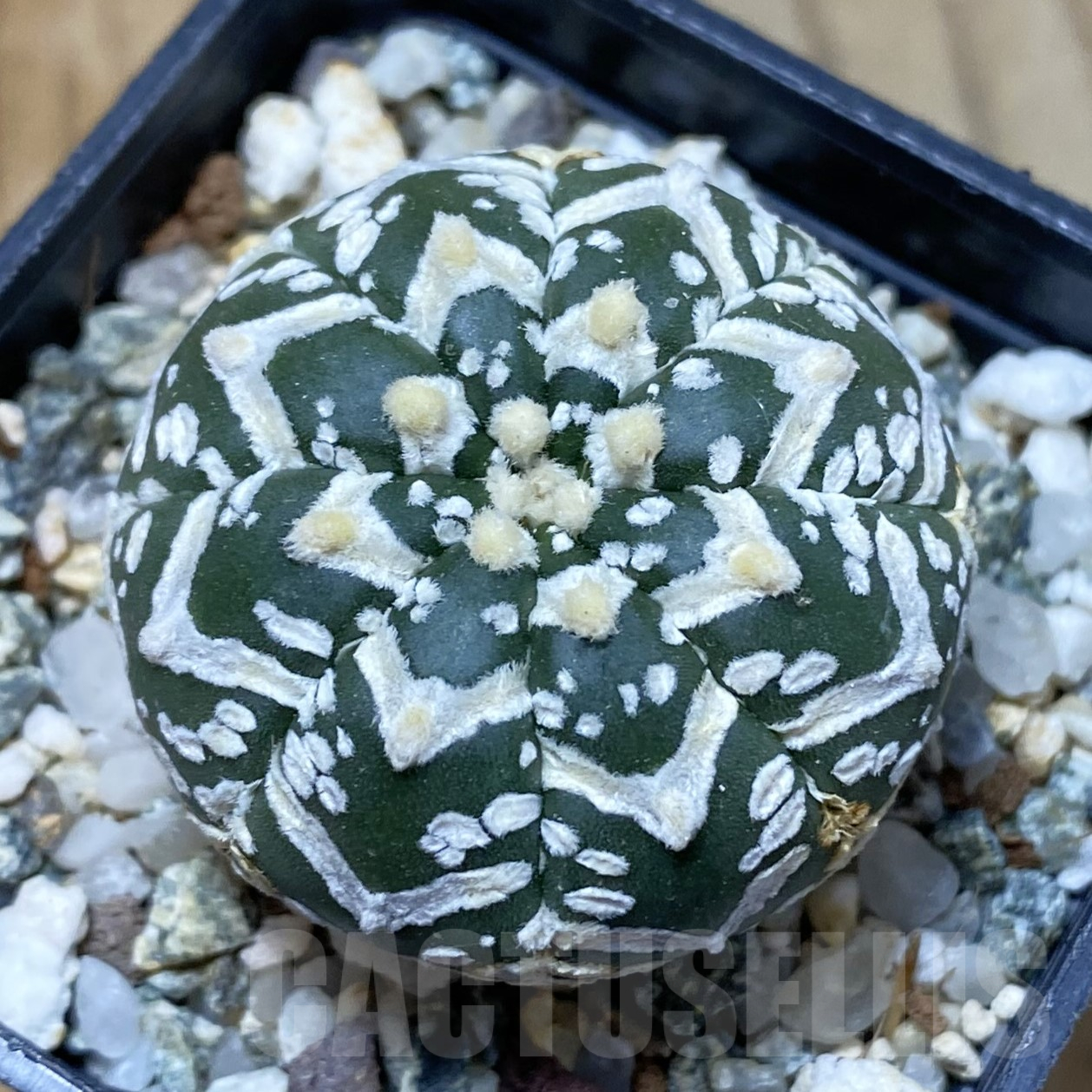 SH13373 Astrophytum asterias 'Super Kabuto' V-type