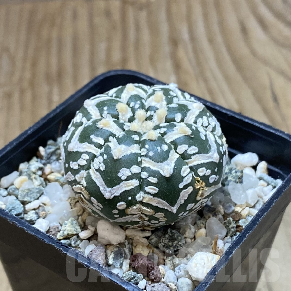 SH13373 Astrophytum asterias 'Super Kabuto' V-type - Image 2