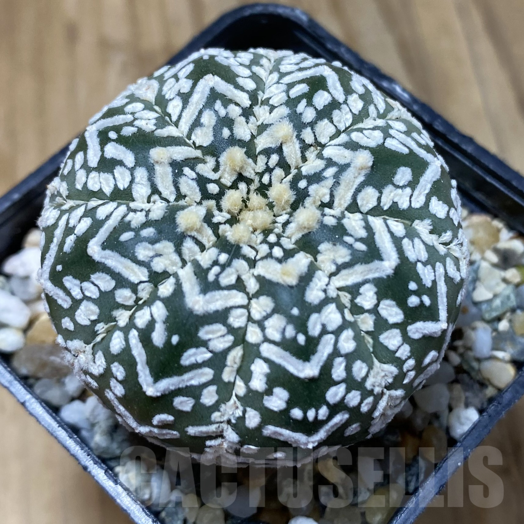 SH13376 Astrophytum asterias 'Super Kabuto' V-type