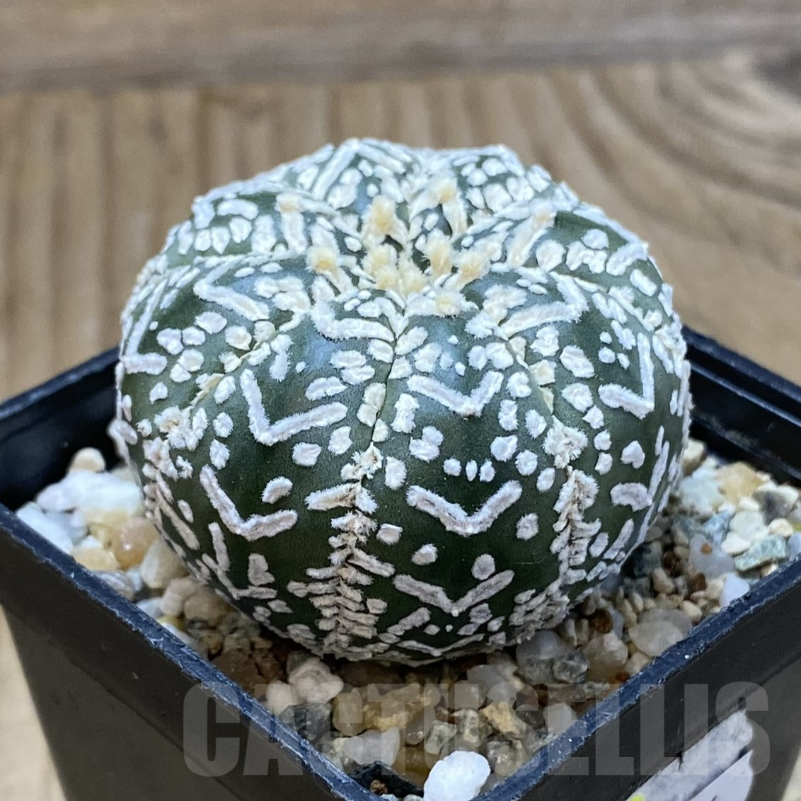 SH13376 Astrophytum asterias 'Super Kabuto' V-type - Image 2