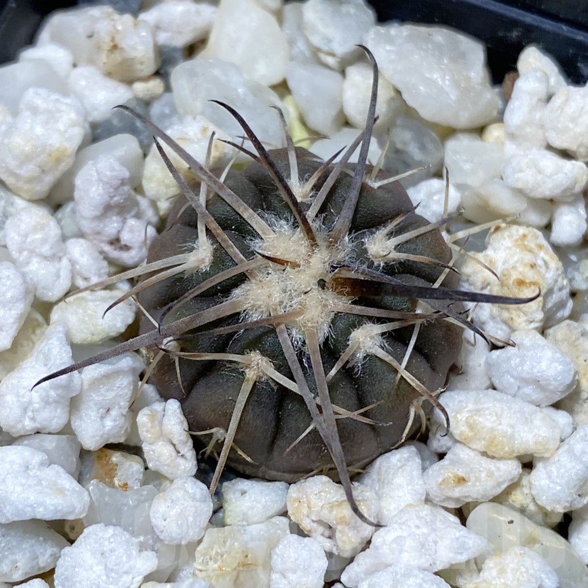 SH13380 Gymnocalycium spegazzinii v. punillense