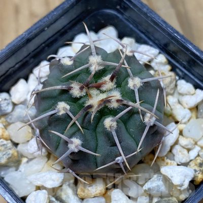 SH13382 Gymnocalycium vatteri