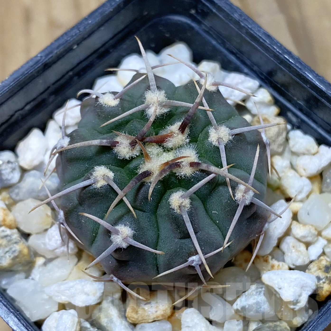 SH13382 Gymnocalycium vatteri