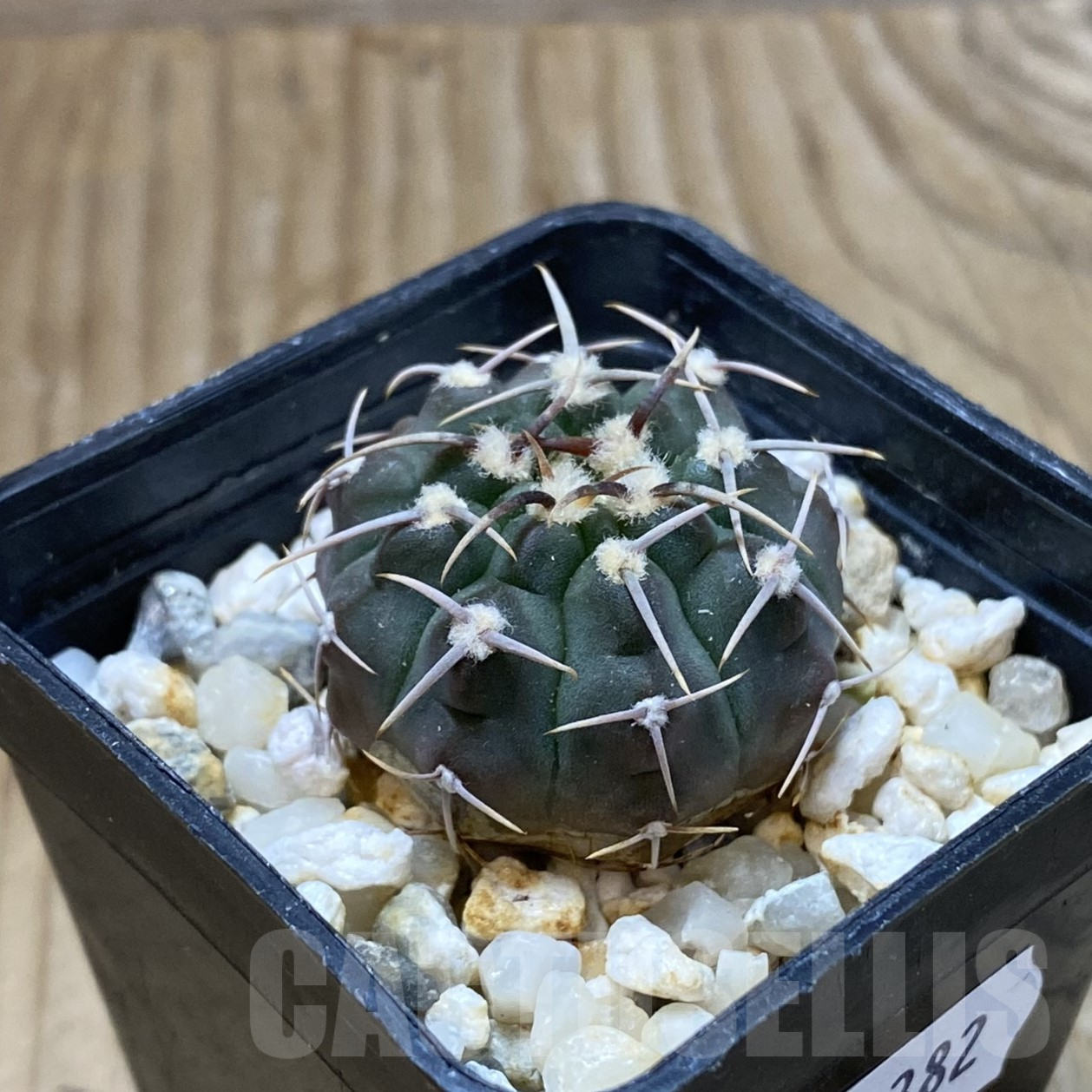 SH13382 Gymnocalycium vatteri - Image 2
