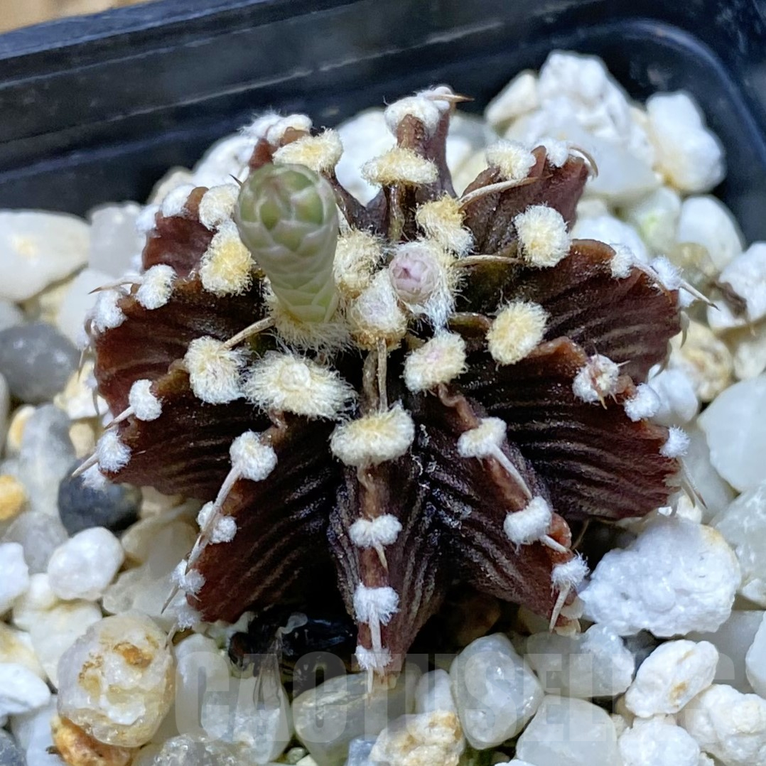 SH13386 Gymnocalycium friedrichii LB 2178