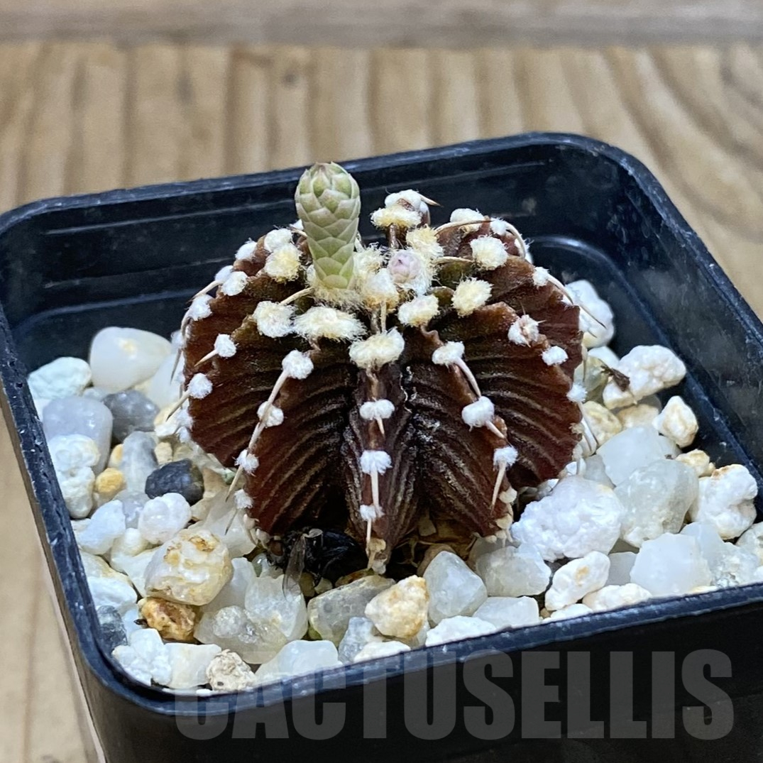 SH13386 Gymnocalycium friedrichii LB 2178 - Image 2
