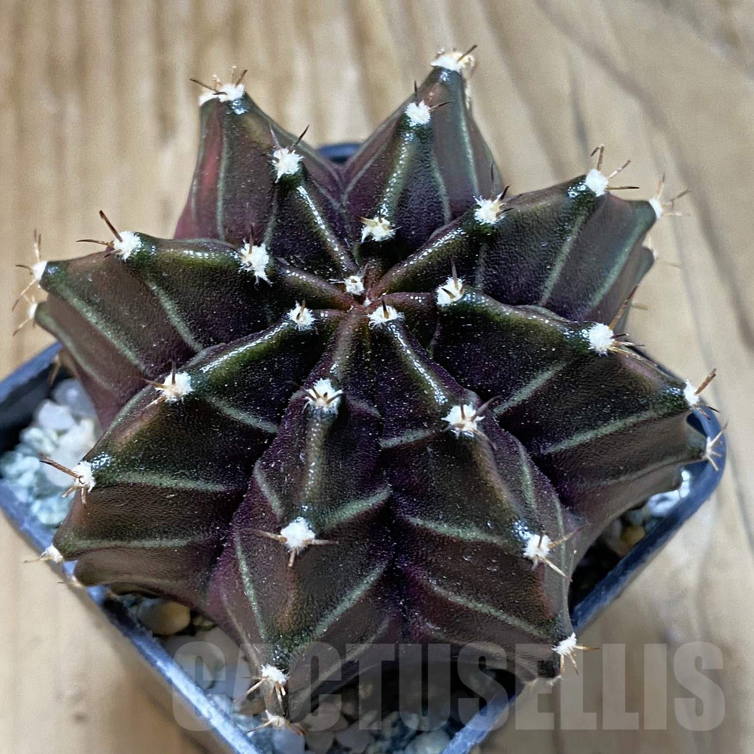 SH13393 Gymnocalycium mihanovichii ‘Black Widow’, seedling