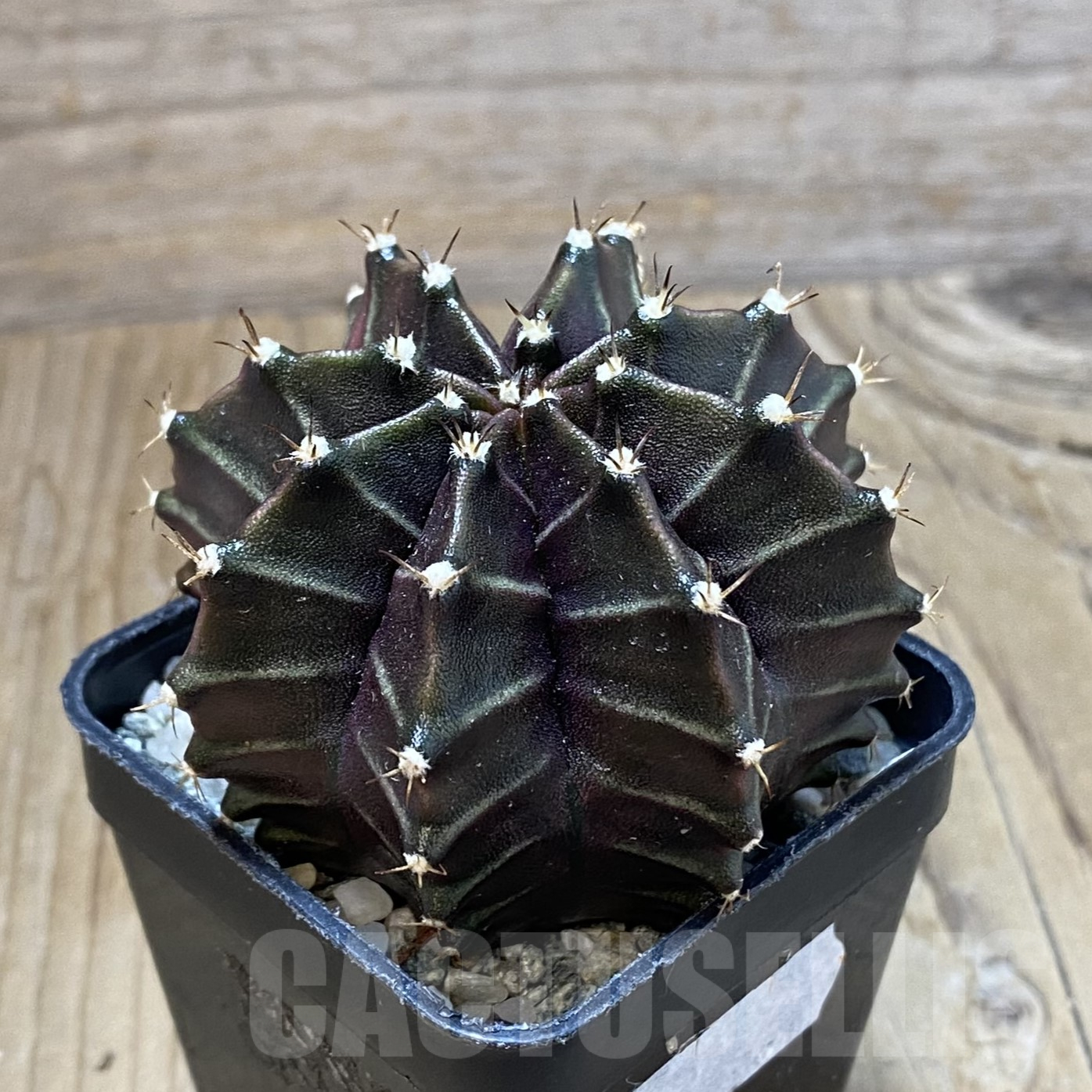 SH13393 Gymnocalycium mihanovichii ‘Black Widow’, seedling - Image 2