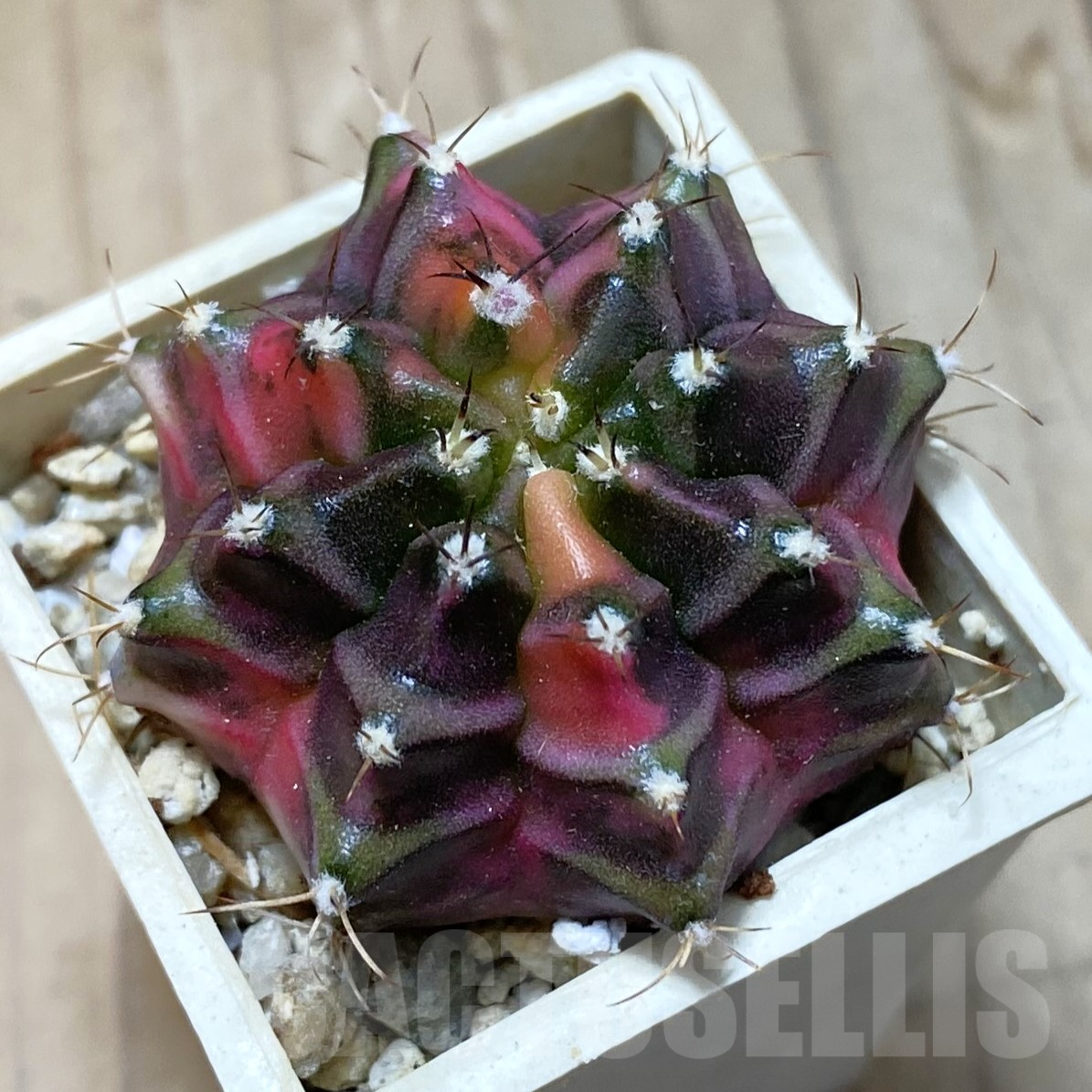 SH13399 Gymnocalycium mihanovichii f. variegata