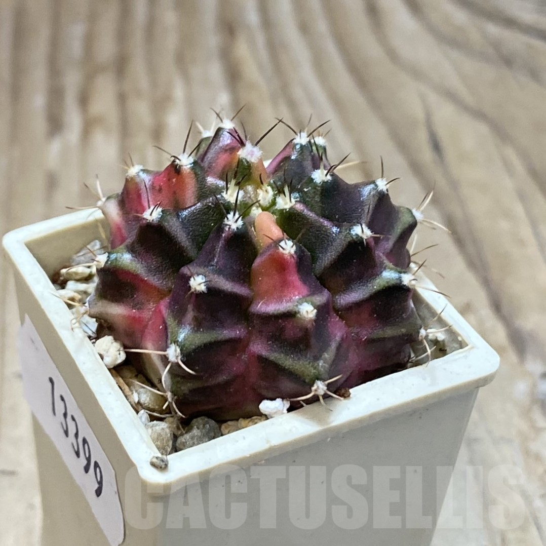 SH13399 Gymnocalycium mihanovichii f. variegata - Image 2