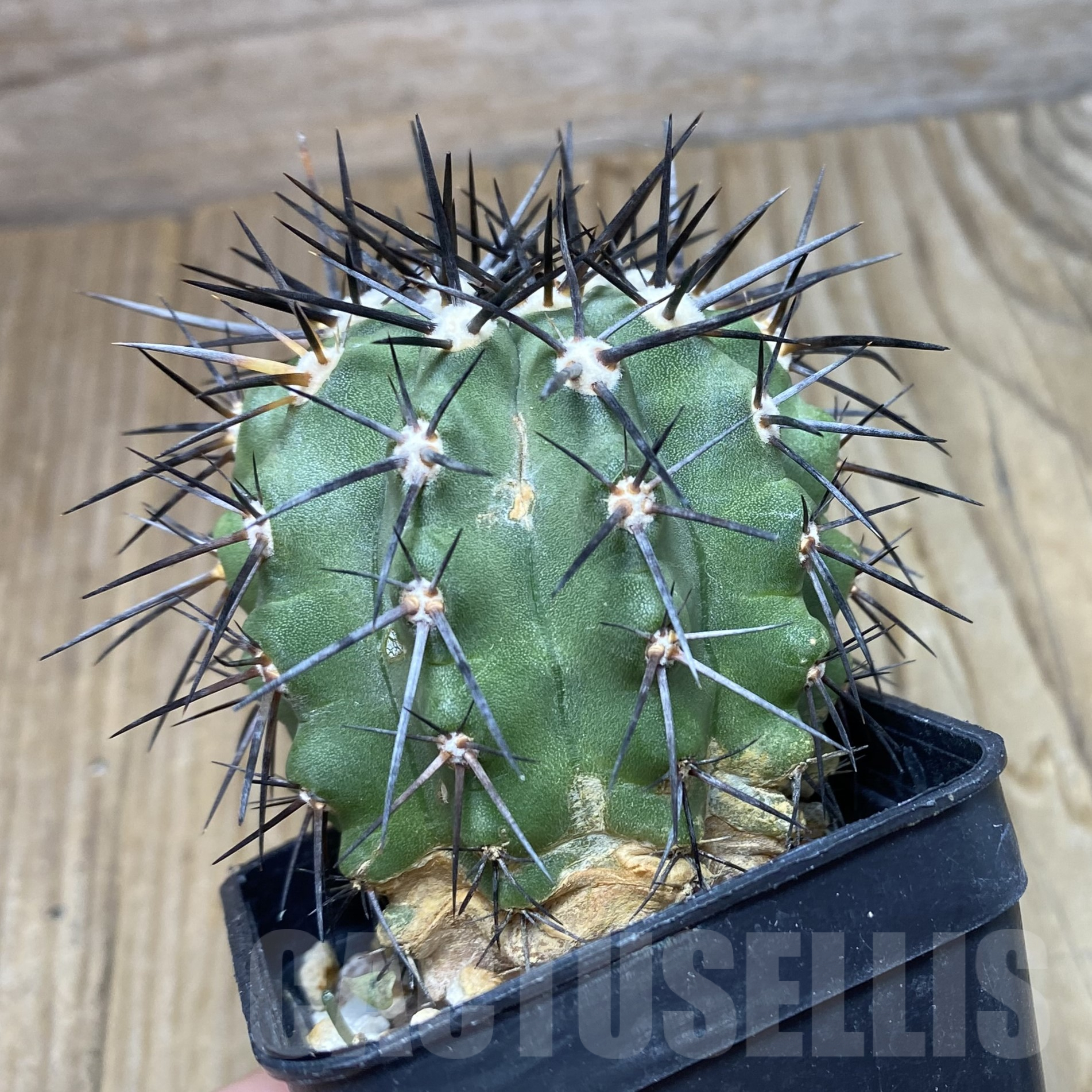 SH8085 Copiapoa marginata - Image 2
