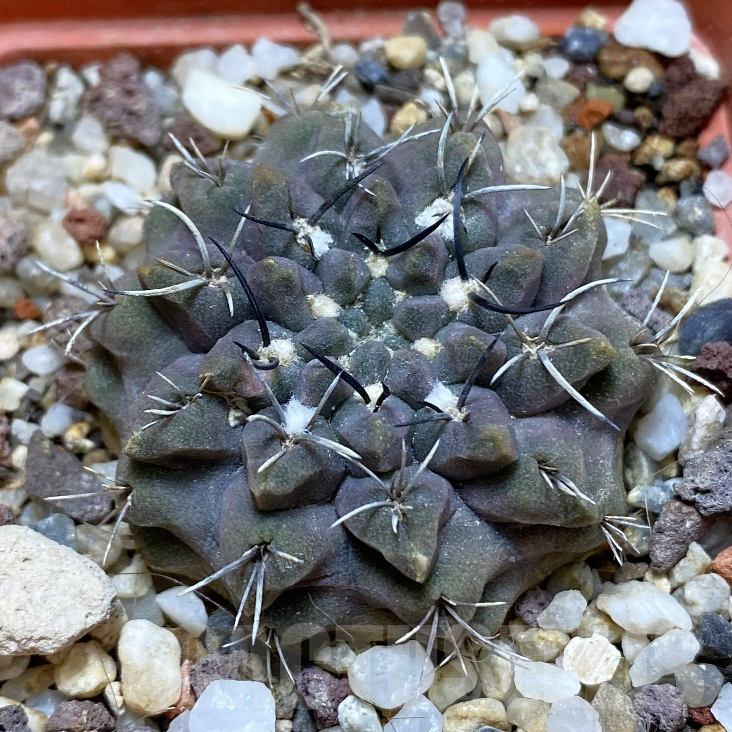 SH15977 Eriosyce aff. occulta, old 7 years