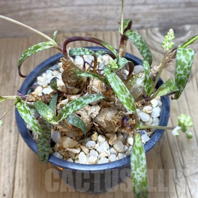 SH908 Ledebouria socialis