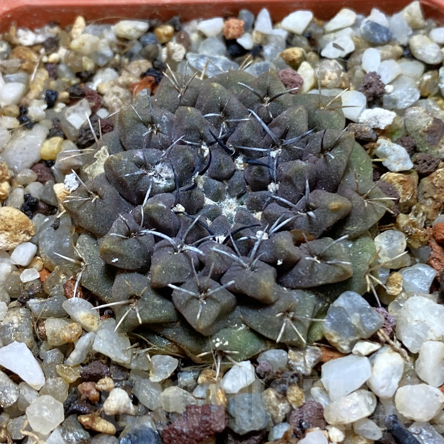 SH15978 Eriosyce aff. occulta, old 7 years
