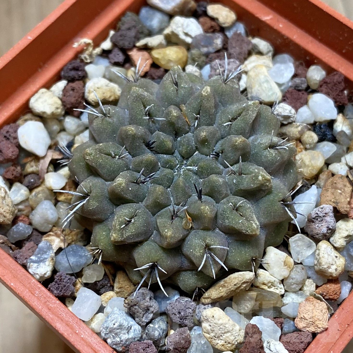 SH15979 Eriosyce aff. occulta, old 7 years